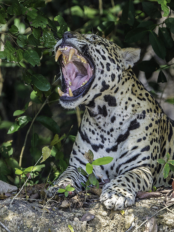 美洲虎(Panthera onca)是一种大型猫科动物，是美洲虎属猫科动物，是美洲唯一现存的美洲虎物种，在巴西潘塔纳尔发现。打哈欠，露出牙齿和舌头。